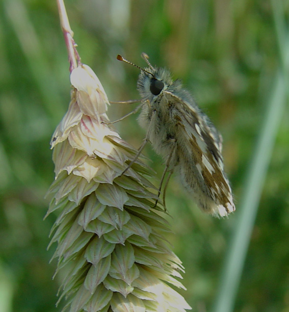 Hesperiidae: Pyrgus armoricanus